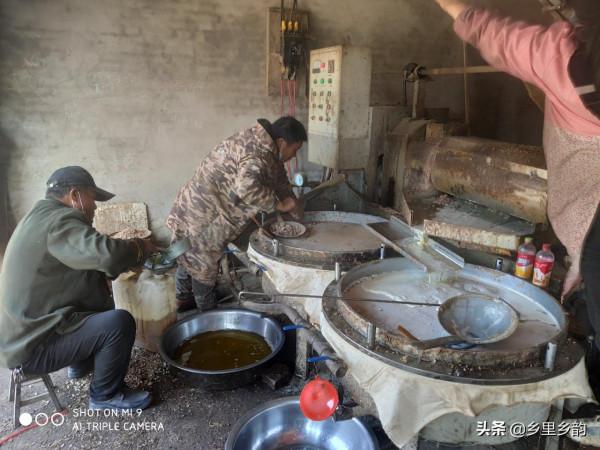 到農村的傳統油坊榨油,如果不要油渣餅還倒給錢,原來貓膩還不少 到農村的傳統油坊榨油,如果不要油渣餅還倒給錢,原來貓膩還不少