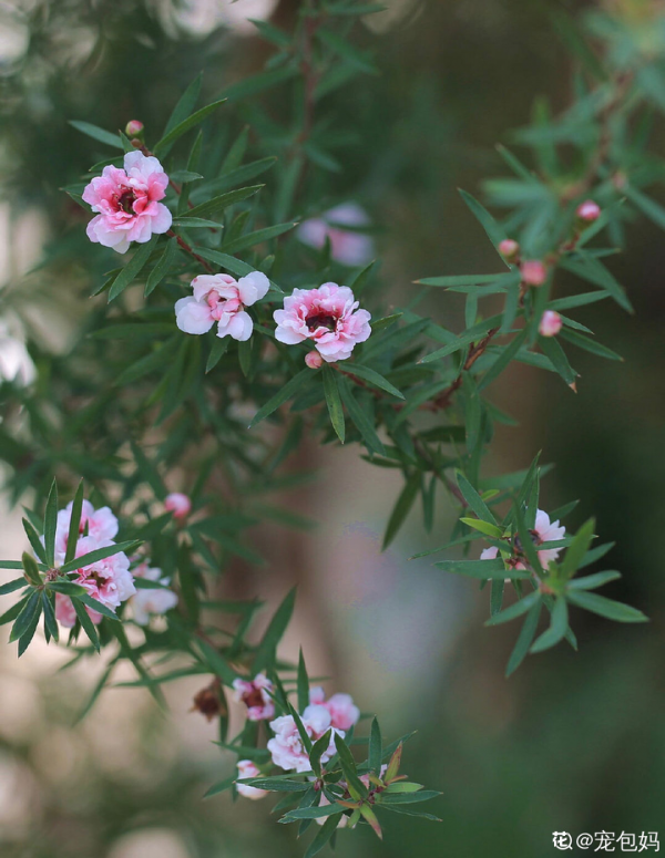 一種花像“松”又像“梅”,花色三變,易爆盆,開花持續小半年 一種花像“松”又像“梅”,花色三變,易爆盆,開花持續小半年