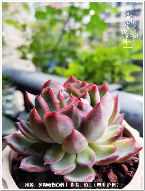 北向陽臺補光燈養多肉的那些事兒