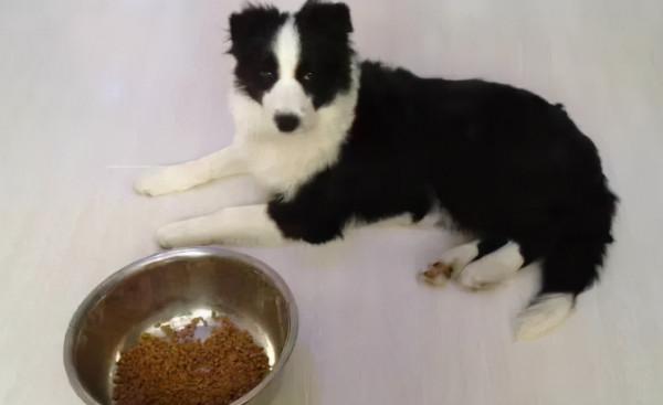 邊牧吃什麼狗糧比較好？