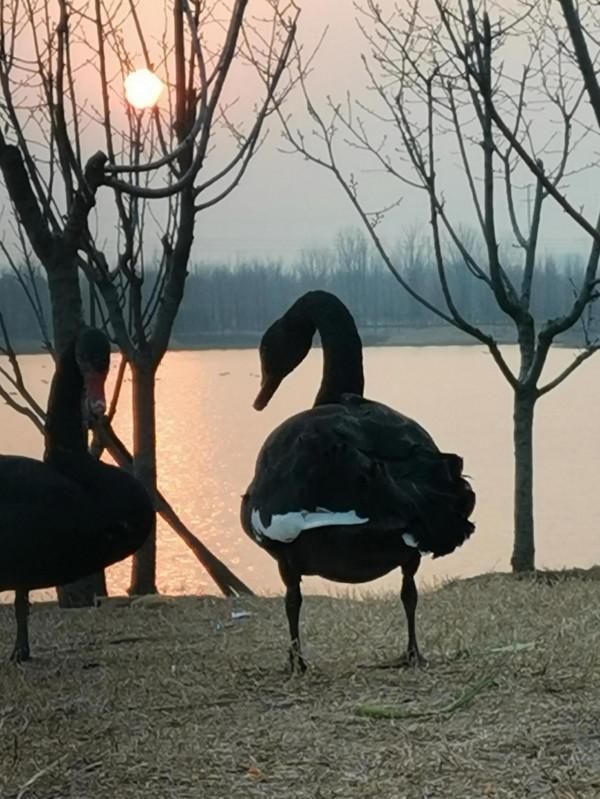 首次飛來的黑天鵝一點也不怕人 首次飛來的黑天鵝一點也不怕人