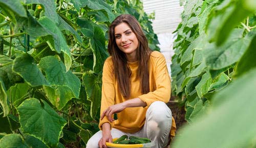 美國機械化採摘黃瓜，一天可收1000噸！為啥我們沒有這種機器？