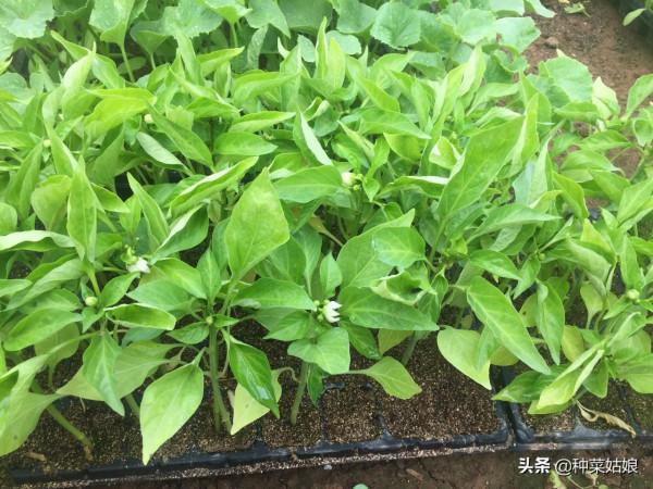 秋季種菜,選擇適宜苗齡很重要,否則有的徒長,有的不長,太難了 秋季種菜,選擇適宜苗齡很重要,否則有的徒長,有的不長,太難了