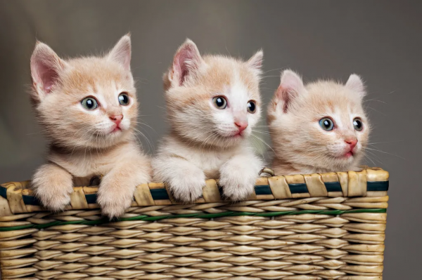 夏天使用蚊香真的會害死貓嗎？