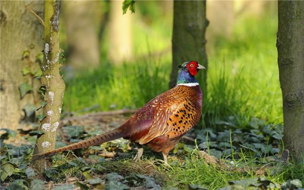 42歲的人手裡有10萬元，2022年想回農村創業，做什麼專案好？