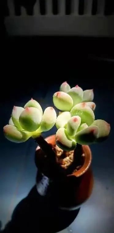 遠處都是風景，近處全是人生，眼前卻是多肉