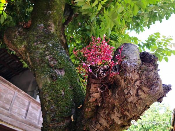 雲霞明滅或可睹 雲霞明滅或可睹