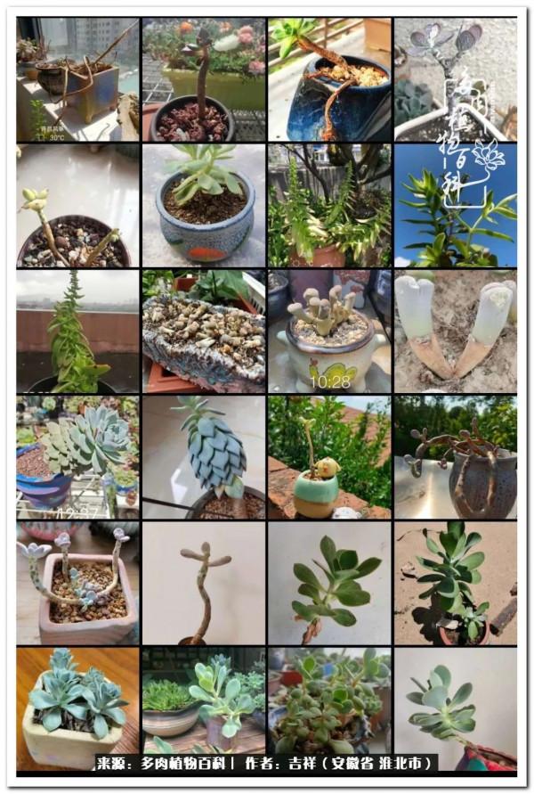 時光清淺,取些許美好,與多肉相伴,守一份心淨 時光清淺,取些許美好,與多肉相伴,守一份心淨