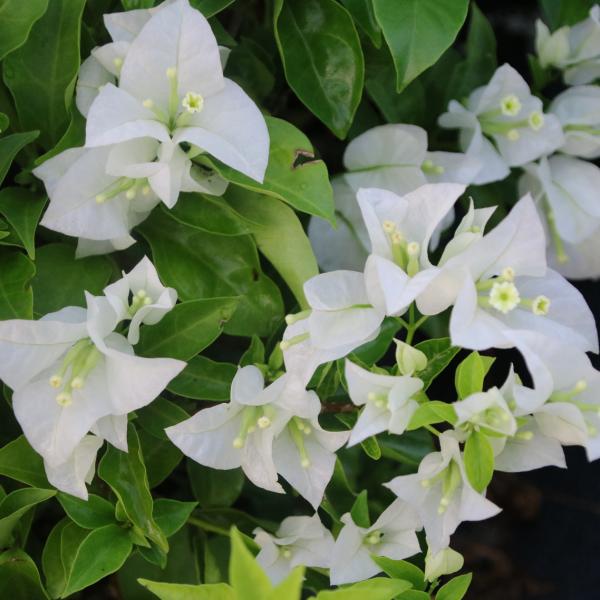 品種大全丨奼紫嫣紅的三角梅,驚豔你的可不是它的花…附品種介紹 品種大全丨奼紫嫣紅的三角梅,驚豔你的可不是它的花…附品種介紹