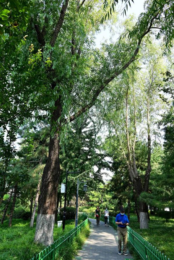 阜城門橋東還有這麼好的小公園，不錯不錯