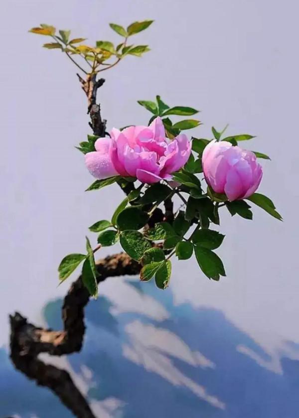 分享圖片&mdash;&mdash;醉美牡丹集