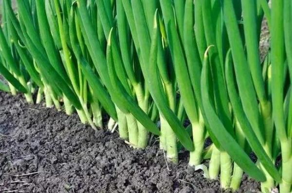 散文「你是哪根兒蔥」/《中國鄉村》雜誌2020年作品