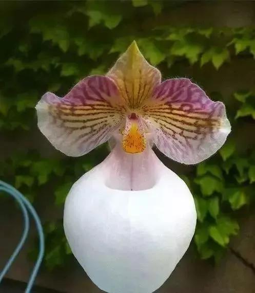 世界上100種奇花，你見過的有哪些