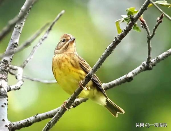 校園候鳥季之——慄鵐、鐵爪鵐