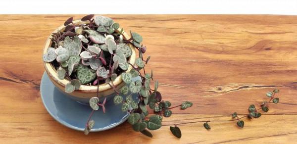 100種常見多肉圖鑑，比花還美，你認識幾種？