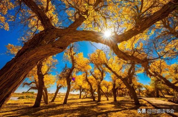 莊子：華為軍團戰略的背後