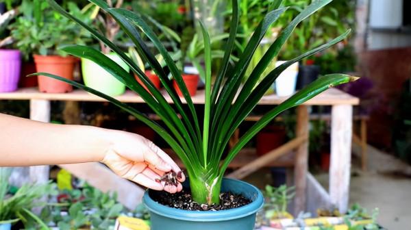 養好君子蘭,死記硬背“3要點”,秋天大爆發,花箭拔的多 養好君子蘭,死記硬背“3要點”,秋天大爆發,花箭拔的多