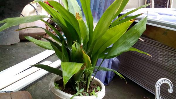 冬季在室內養這幾種花卉，光照不足也影響不大，開花照樣豔麗好看