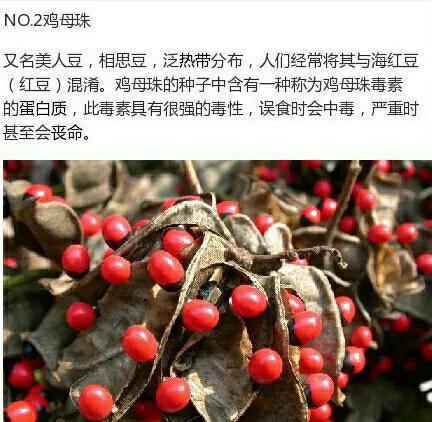 不能碰的9種有毒植物 ​​​