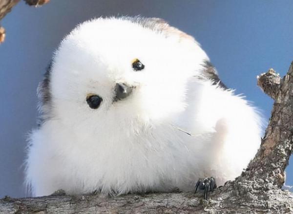 十大最萌動物盤點！看看有咱中國的幾個？