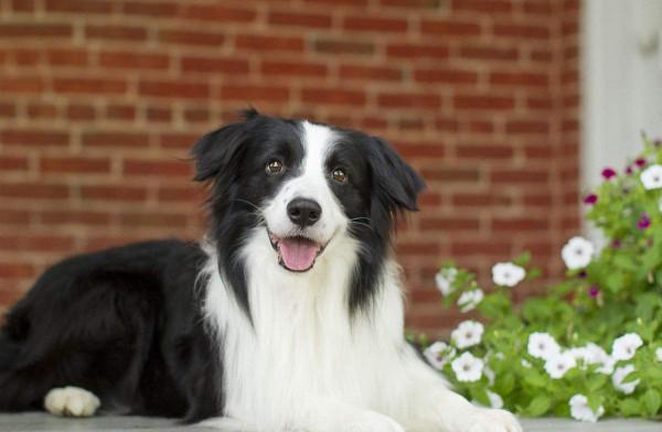 “買狗容易養狗難”，這幾種狗，勸你想清楚再養