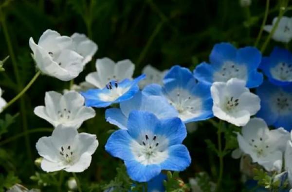 走進藍色海洋,你就是女王!嬰兒的蘭眼睛—喜林草。挺住,別迷路 走進藍色海洋,你就是女王!嬰兒的蘭眼睛—喜林草。挺住,別迷路