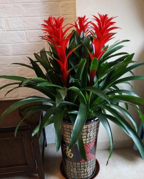 公認的12種吉祥花，適合10月養，一帆風順，紅紅火火，又美又實用