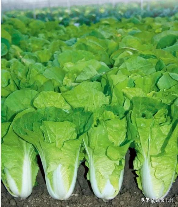 秋冬大白菜的最佳播期是如何確定?諺語說的準不準 秋冬大白菜的最佳播期是如何確定?諺語說的準不準