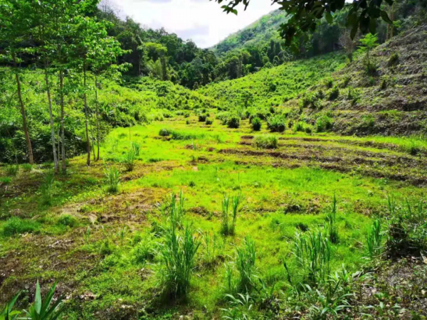 給“象”樣的爸爸,來個“象”樣的行動 給“象”樣的爸爸,來個“象”樣的行動