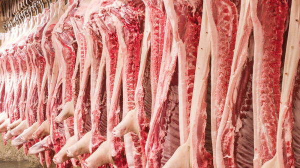 美國豬肉為啥才4元一斤,他們不虧本嗎?看他們如何養殖加工的 美國豬肉為啥才4元一斤,他們不虧本嗎?看他們如何養殖加工的