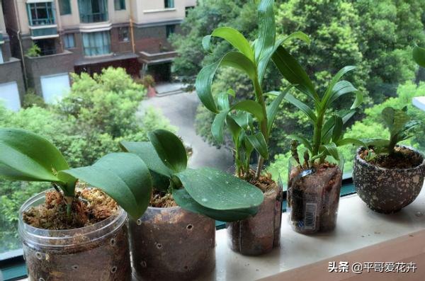 家裡最常見的“垃圾”，學會這樣處理，都是養花的“好寶貝”