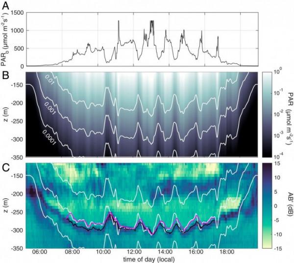 浮游生物可對雲層光線變化做出敏感反應