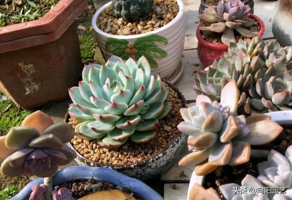 多肉不好養，買回家就養死了，要麼就徒長，教你正確養護技巧