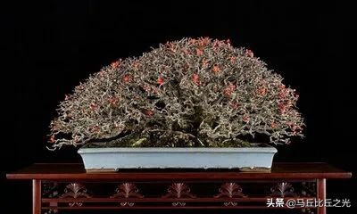 美哉！2021年日本盆栽大展圖鑑