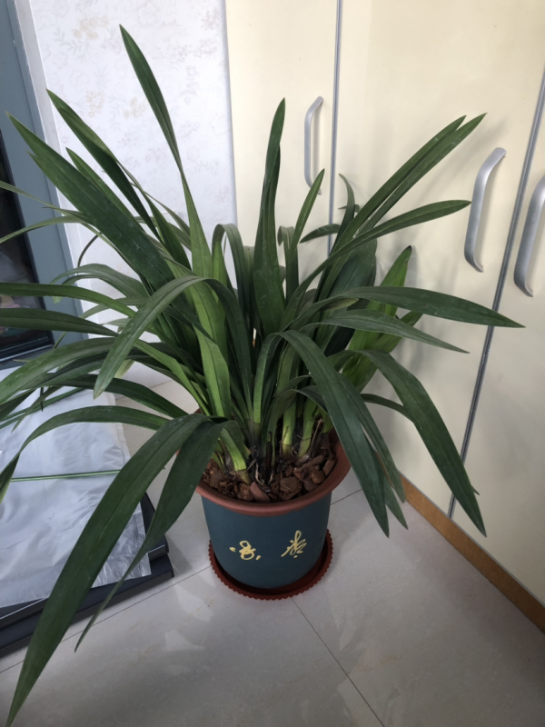 10種帶&OpenCurlyDoubleQuote;虎&rdquo;的花，虎年虎虎生風，認識的人真不多