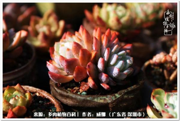 ​養娃12年,養肉7年,養孩子與養多肉有感 ​養娃12年,養肉7年,養孩子與養多肉有感