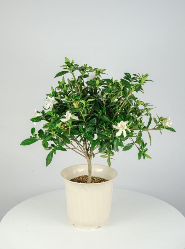 4種花現在是反季節，買回家就是交“智商稅”，白花冤枉錢