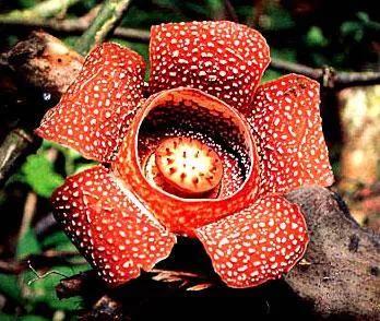 大王花一一大臭花