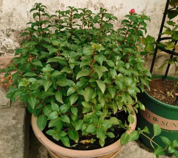 養花一直不開花，給他套個黑塑膠袋，花苞呼呼冒