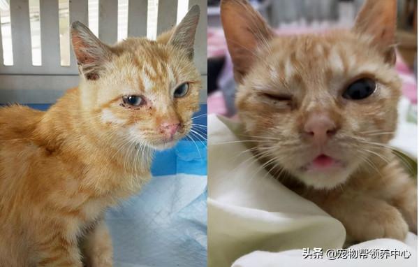 橘貓被主人罵了後，表情超戲精，主人委屈：明明你先兇我的...