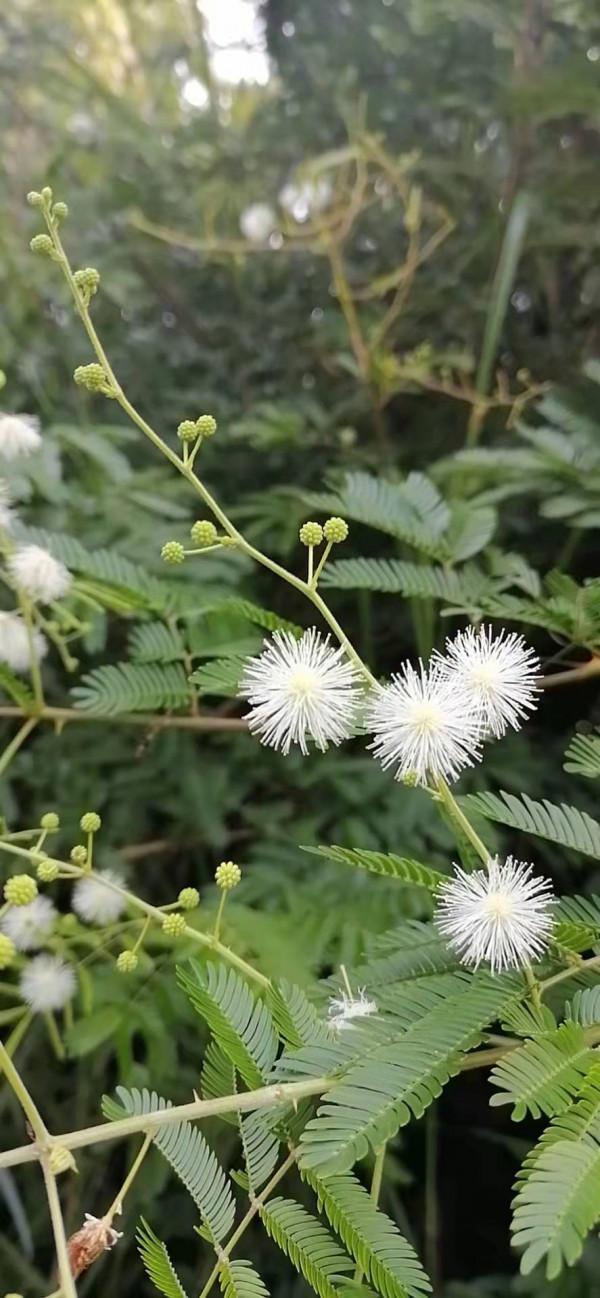雲彩下的山城系列（四）