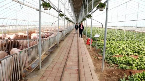 小夥建“高大上”五位一體全能大棚，種菜養豬零排放，猜掙多少錢