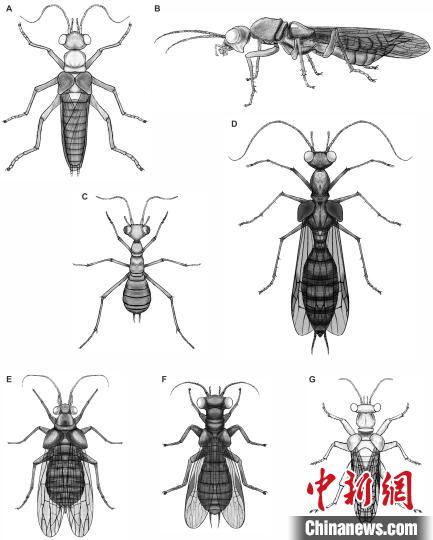 古生物學家在緬甸琥珀中發現最古老的螞蟻模仿者