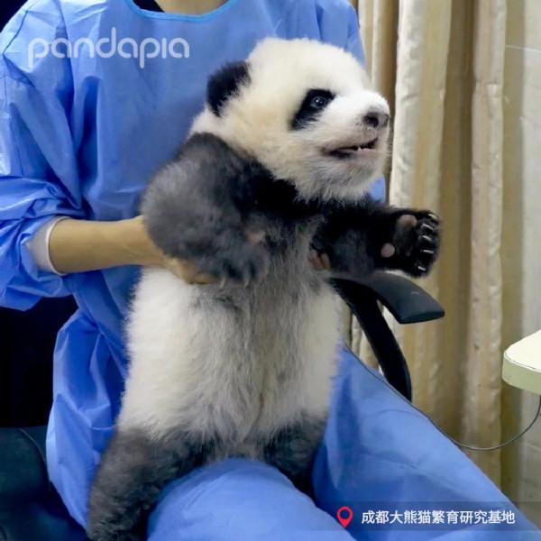 今天，來說說如何給大熊貓“充電”