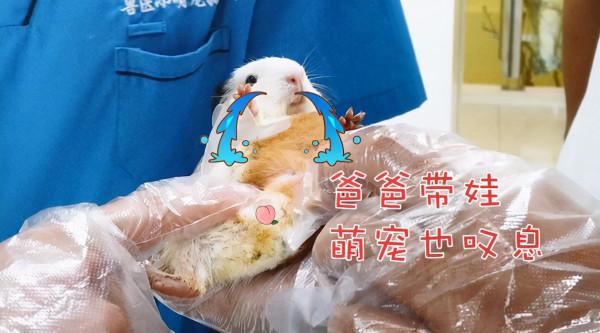 2位大叔拎著籠子來醫院,裡面裝著荷蘭豬:反差感也太大了吧? 2位大叔拎著籠子來醫院,裡面裝著荷蘭豬:反差感也太大了吧?