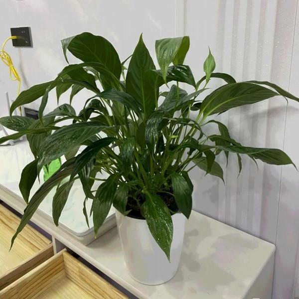 衛生間放3種花，喜溼耐陰，清新優雅，有香氣除異味