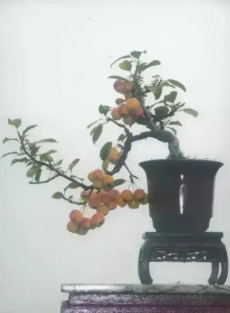 分享~~~小盆景 大世界 小巧玲瓏 精美絕倫 冬日裡一抹紅 美醉啦