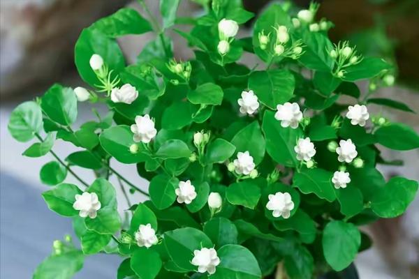 6種健康花,家裡養一盆,格調高壽命長,乾淨,健康,運氣好 6種健康花,家裡養一盆,格調高壽命長,乾淨,健康,運氣好