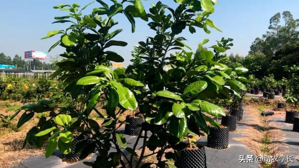 在家種植果樹盆栽，也要講究寓意，這3種果樹苗特別旺宅