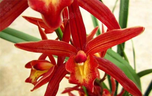 分享圖片：大紅精品蘭花66款